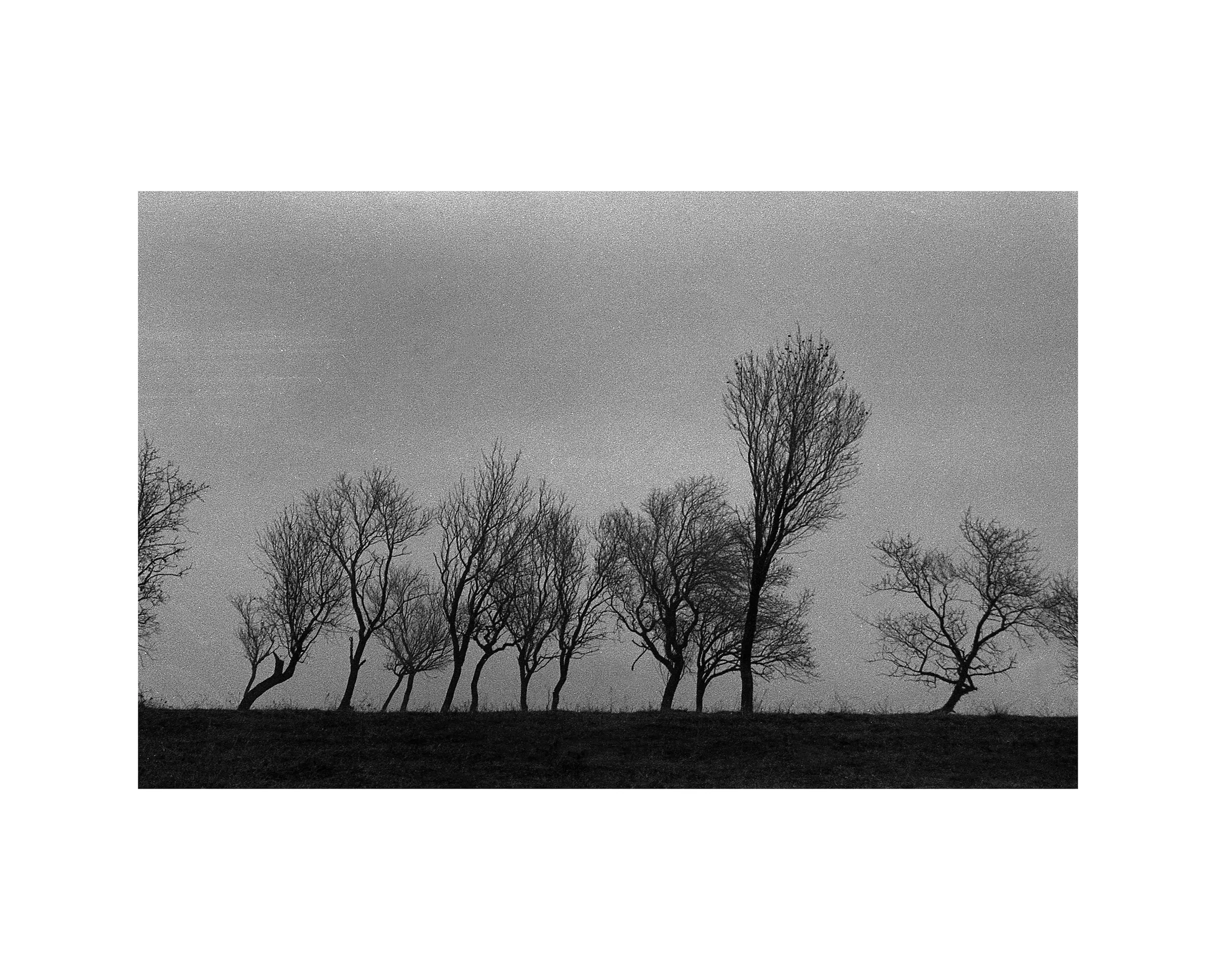 Trees