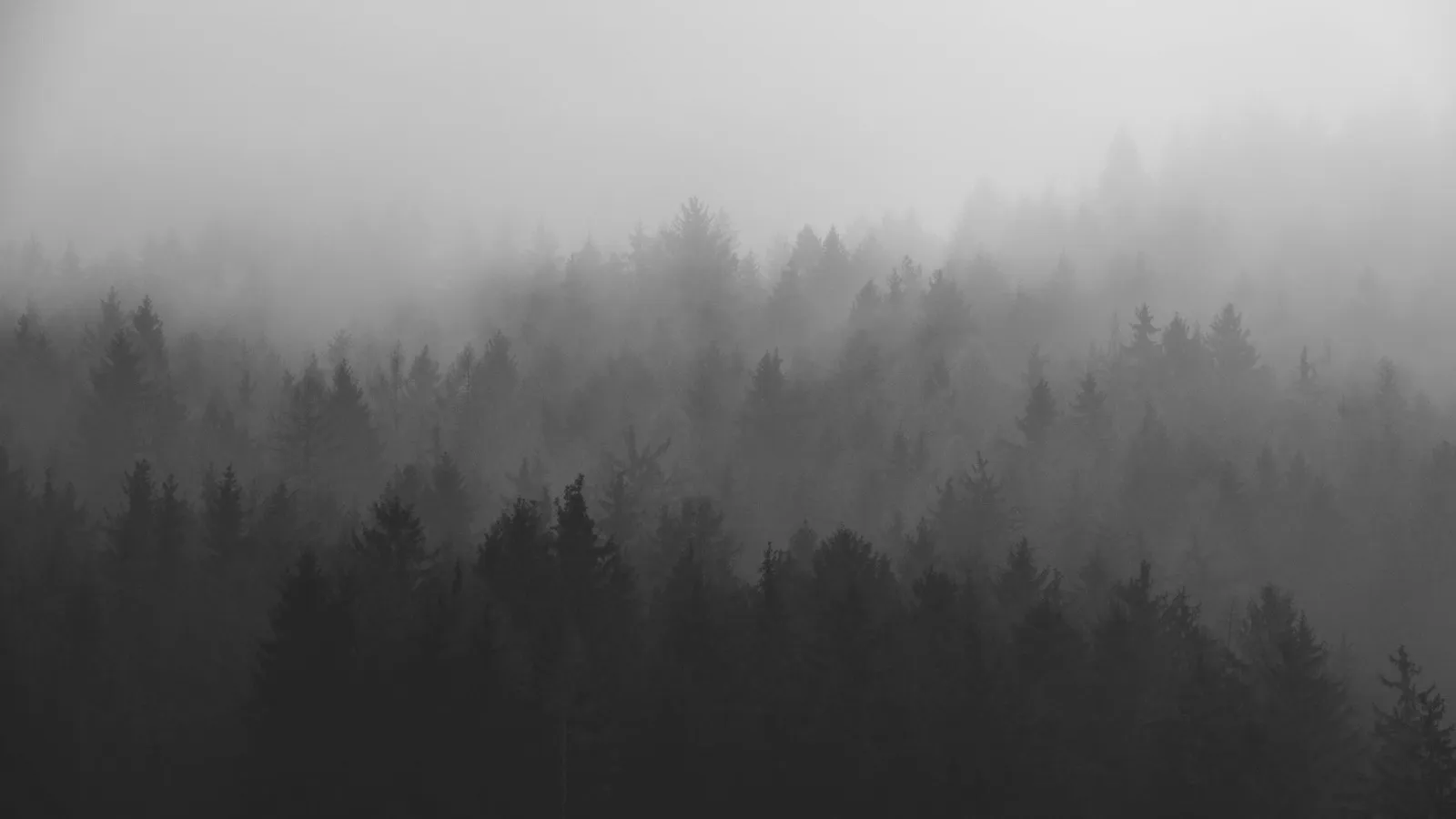 Fog forest